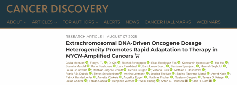 New Study Shows Extrachromosomal DNA Fuels Therapy Adaptation in MYCN-Amplified Cancers