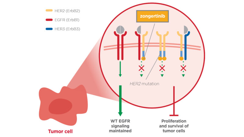 Zongertib mechanism of action