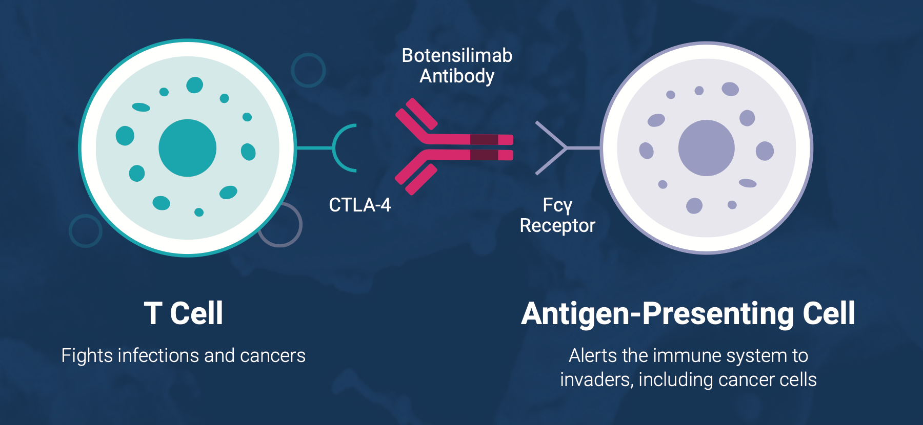 botensilimab mechanism of action