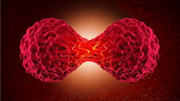 What is the Main Role of an Antibody-Drug Conjugate?