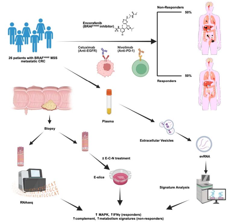 Van Morris: Encorafenib, Cetuximab, and Nivolumab in MSS BRAF V600E mCRC