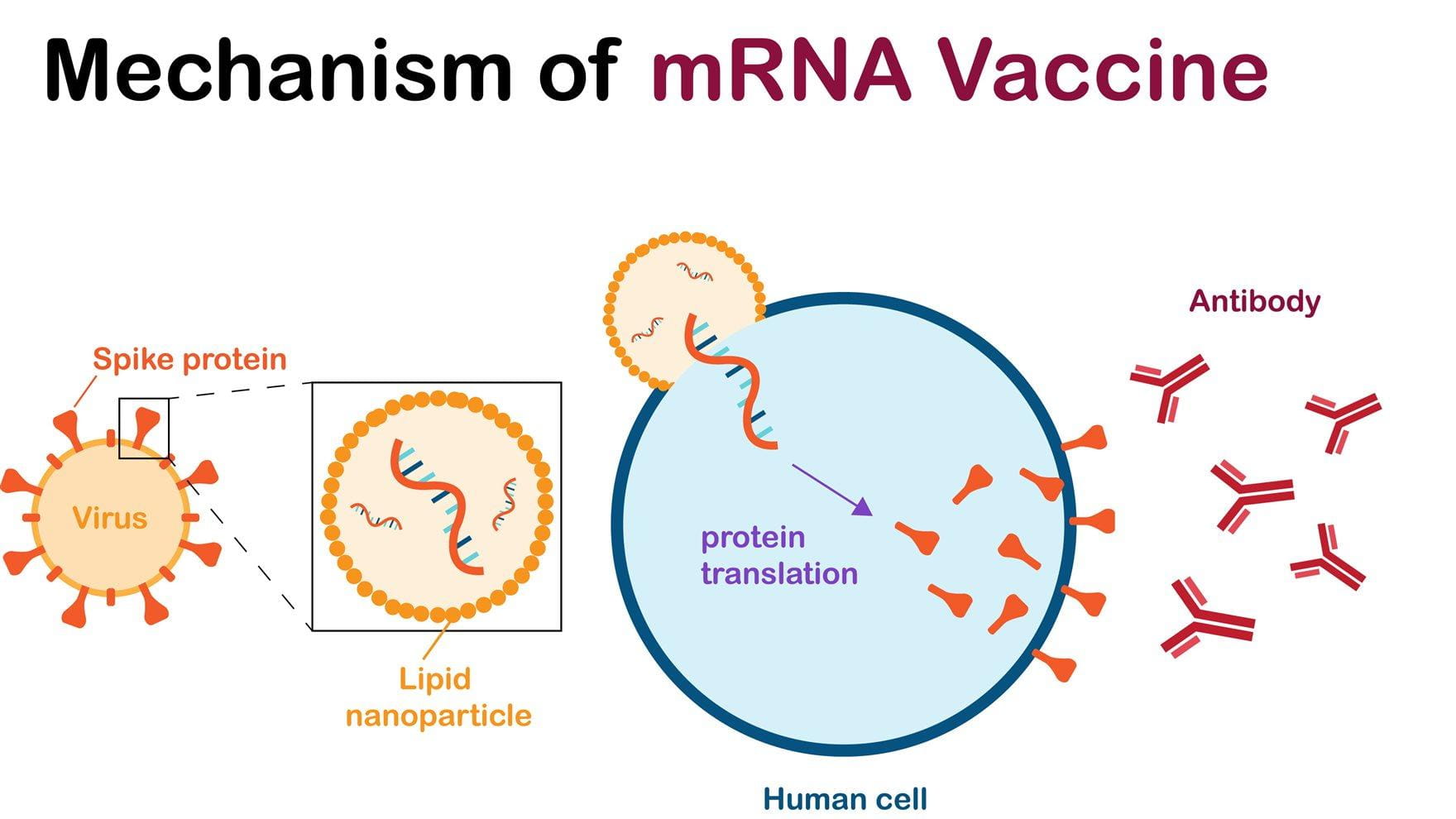 mRNA Vaccine