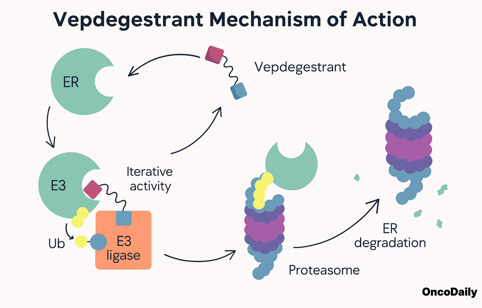 vepdegestrant mechanism of action.png