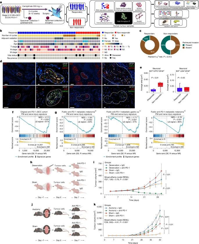 immuno-oncology
