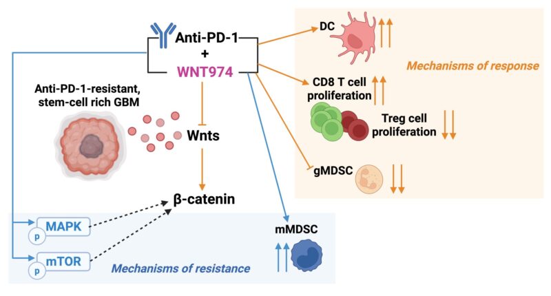 Shanmugarajan Krishnan: Can Wnt/β-Catenin Blockade Boost Immunotherapy in GBM?
