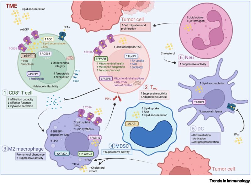 Mitochondrial Lipid Metabolism