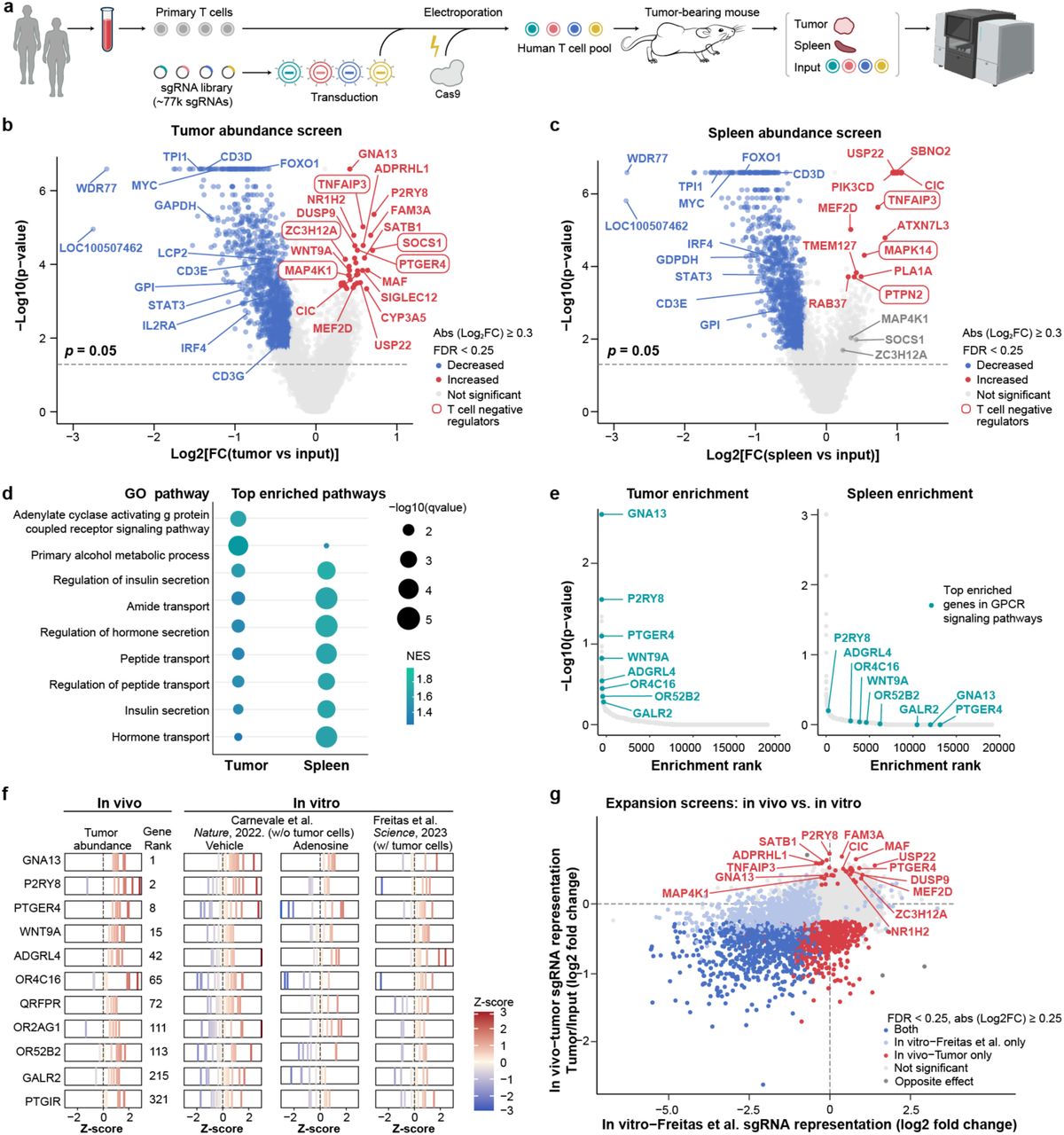 T cell therapy
