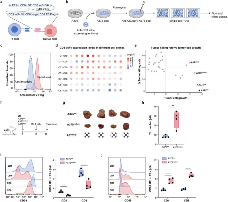In Vivo Genome-Wide CRISPR Screens in Human T Cells to Enhance T Cell ...