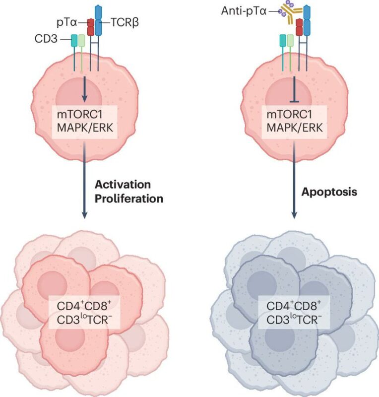Iannis Aifantis: The pre-T Cell Receptor as an Immunotherapy Target in T Cell Leukemia