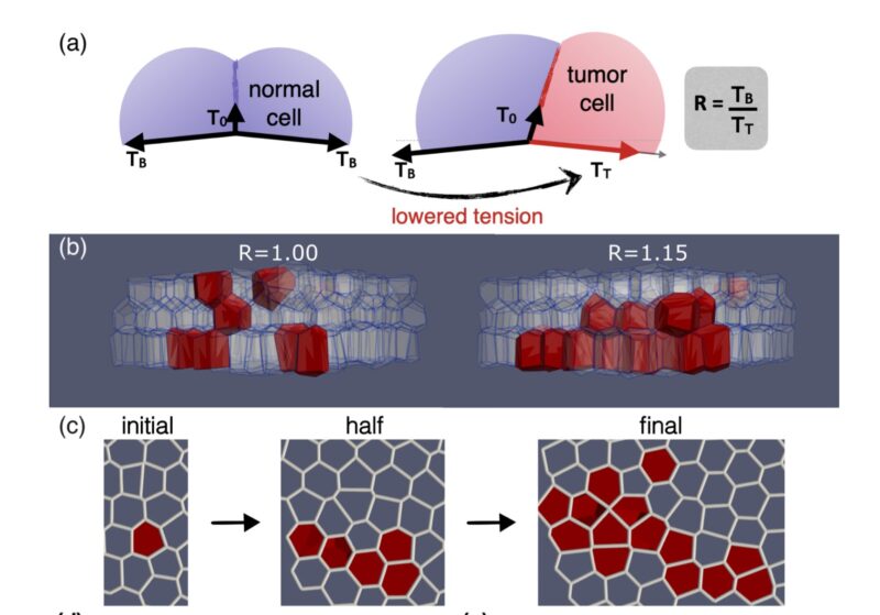 Edouard Hannezo: Mechanical Control of Cell Fate in Skin Epidermis