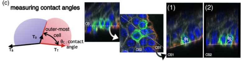 Edouard Hannezo: Mechanical Control of Cell Fate in Skin Epidermis