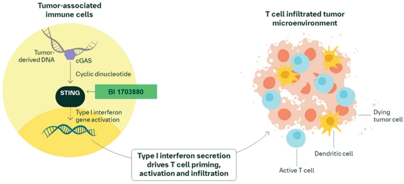 Everything You Need to Know About Immunotherapy at ESMO 2025