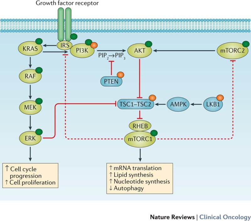 PI3K pathway