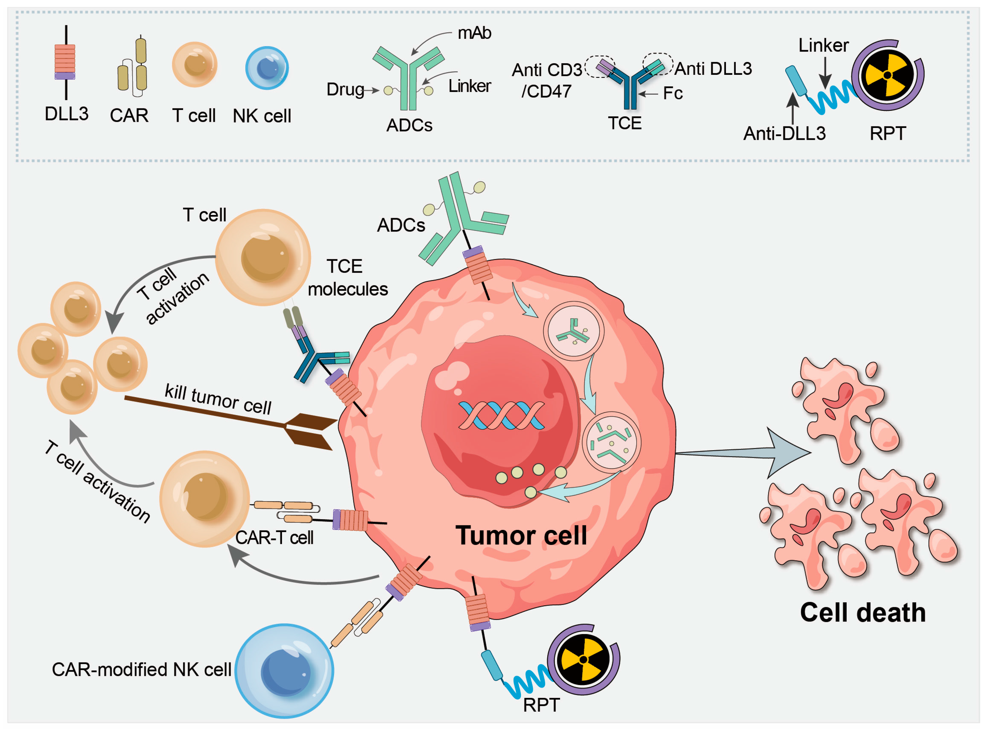 Trispecific T-cell Engager dll3