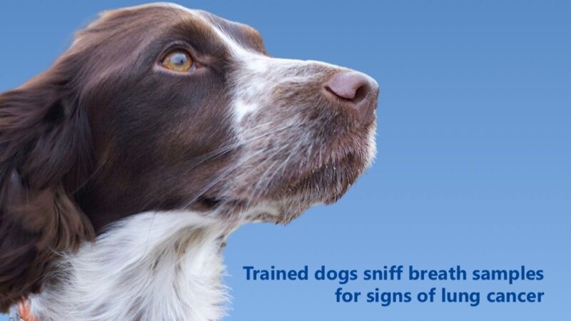 Dogs Can Detect Lung Cancer from Breath with 78% Accuracy – Lung Cancer Europe