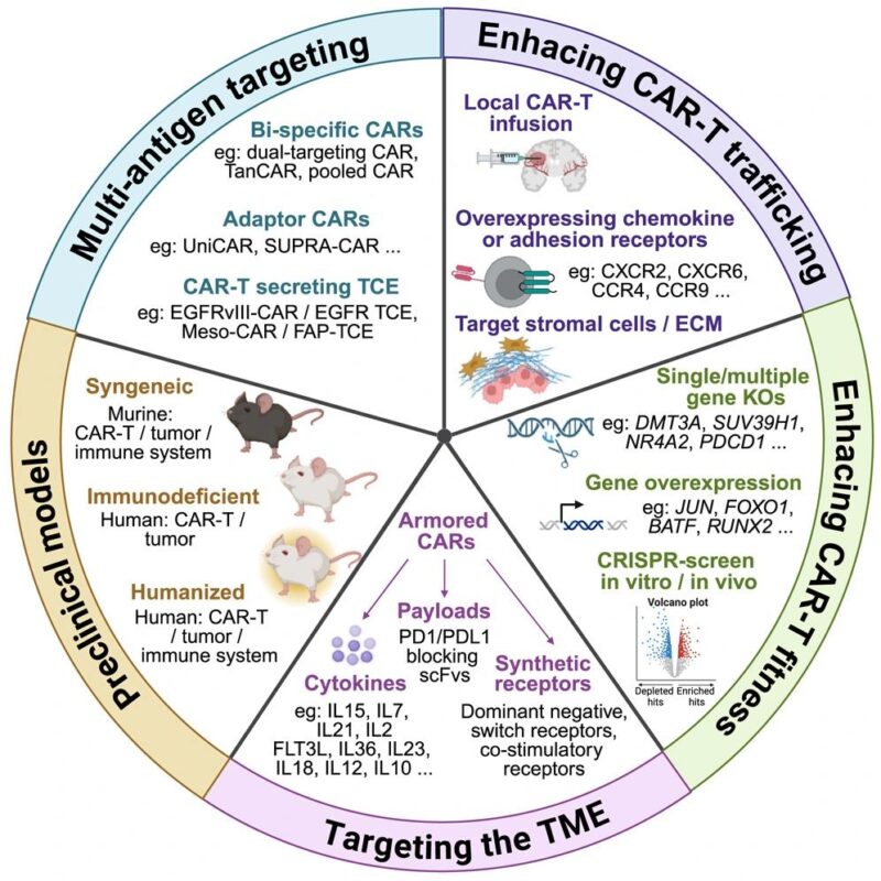 CAR-T cells 