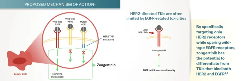 zongertinib mechanism of action