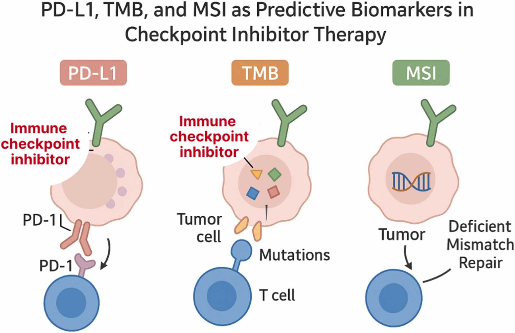Predictive Modeling for Immunotherapy Response in Cancer: From Biomarkers to AI Integration 3 immunotherapy