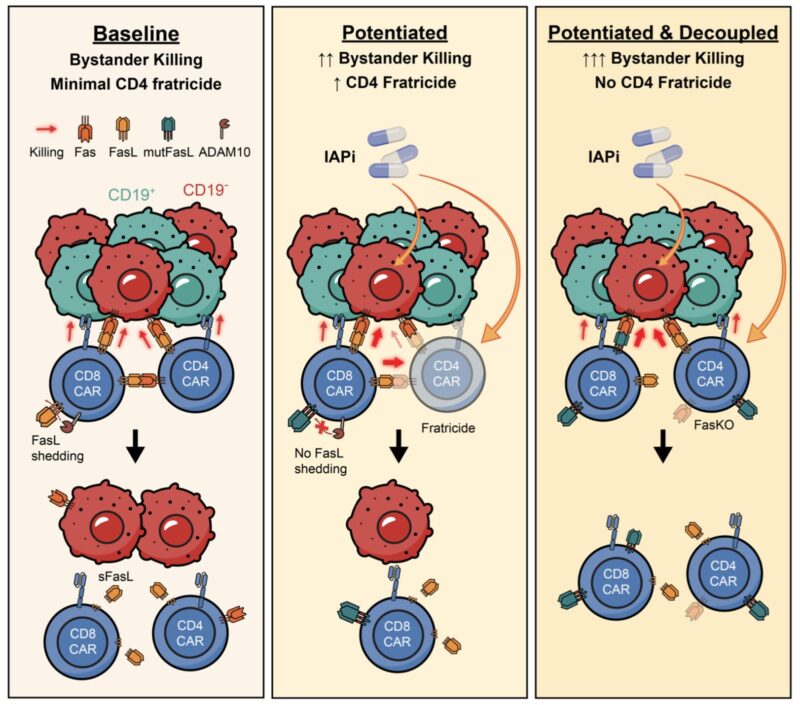 Immuno-Oncology