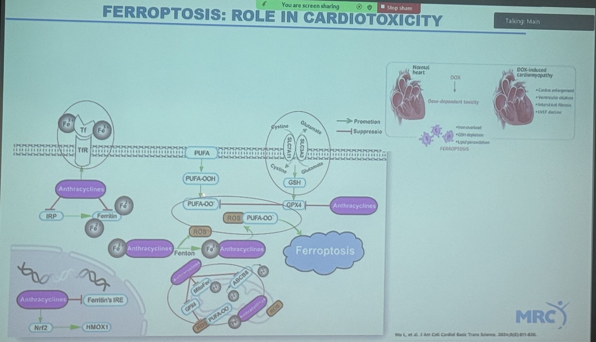 Alexandra Pons Riverola at GCOS 2025: Cardio-Oncology in Africa and Beyond 4 Alexandra Pons Riverola at GCOS 2025: Cardio-Oncology in Africa and Beyond