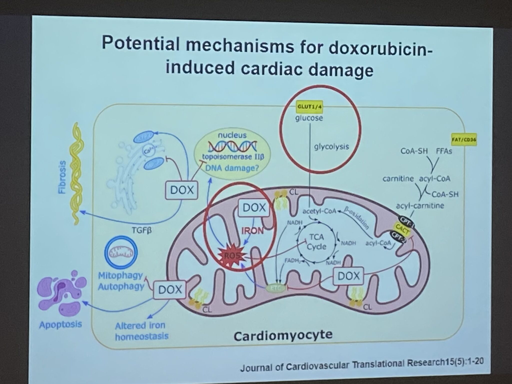 Alexandra Pons Riverola at GCOS 2025: Cardio-Oncology in Africa and Beyond 5 Alexandra Pons Riverola
