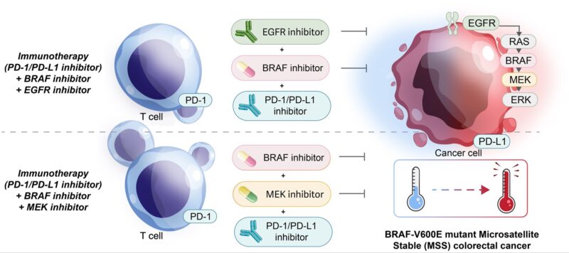  Immuno-Oncology