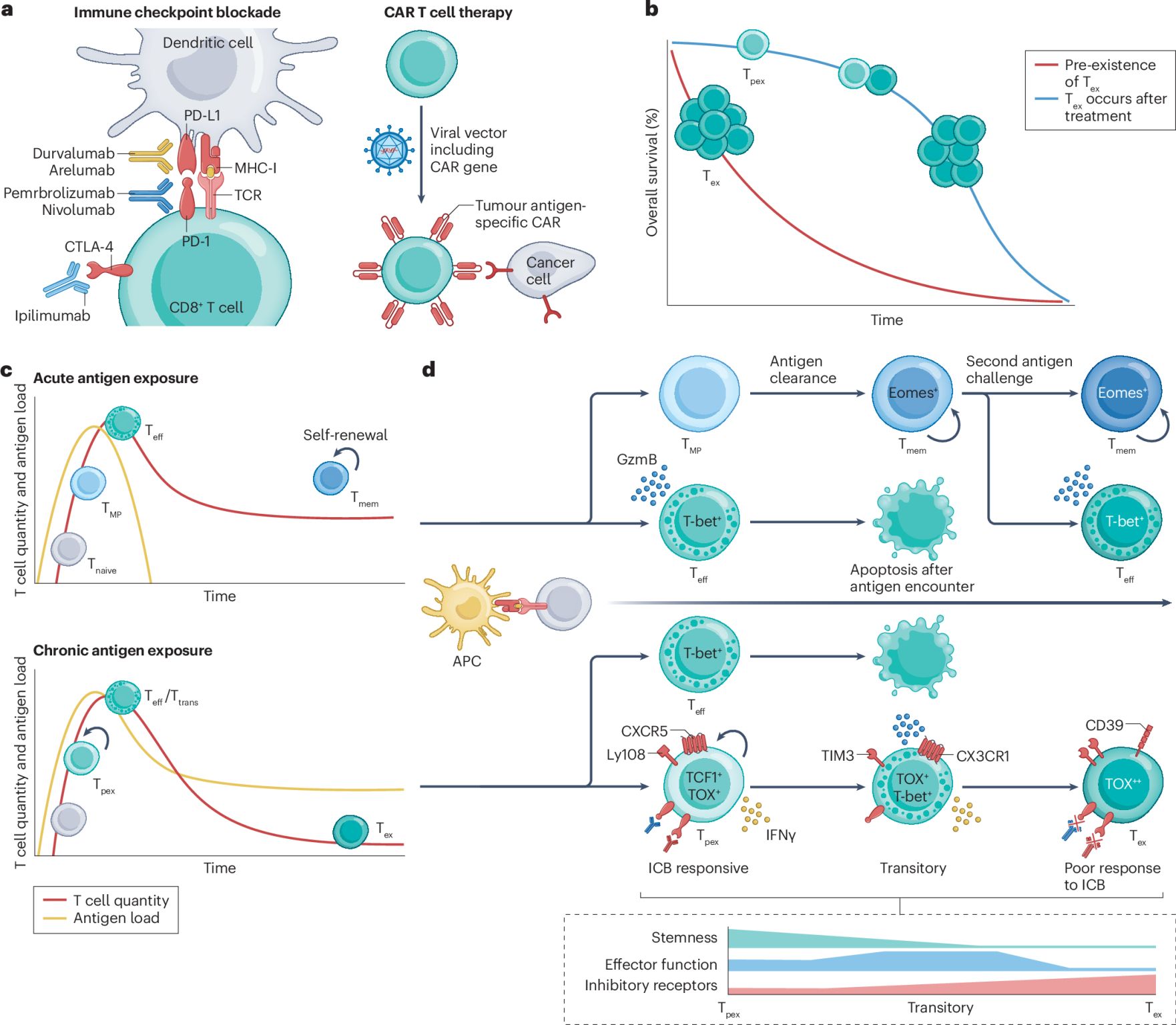 John Gordon: Epigenetic Regulation of T-Cell Exhaustion in Cancer 2 Epigenetic Regulation