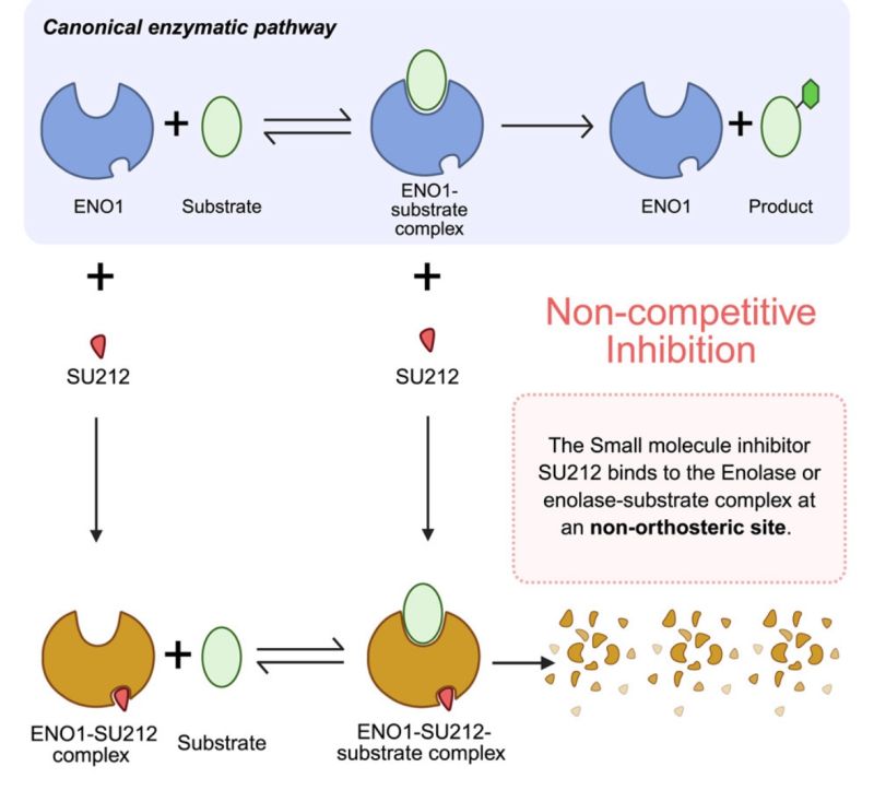 Kefah Mokbel: SU212 - A Promising Dual-Action Advance in Metabolism-Directed Cancer Therapy 2 Kefah Mokbel: SU212 - A Promising Dual-Action Advance in Metabolism-Directed Cancer Therapy