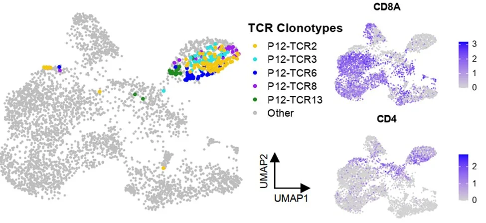 Mark Yarchoan: A Therapeutic Peptide Vaccine for Fibrolamellar Hepatocellular Carcinoma