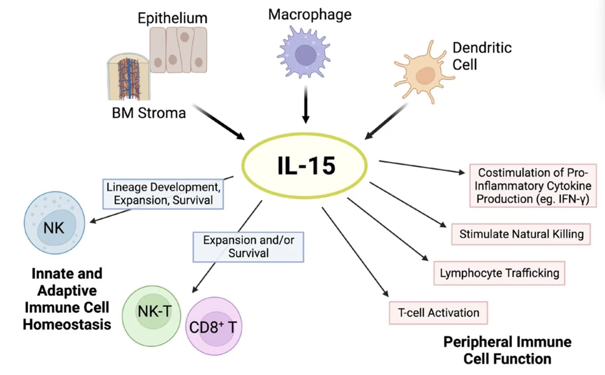 Patrick Soon-Shiong: The Overlooked Immune Failure Driving Cancer Mortality - A Clinical Blind Spot 3 Patrick Soon-Shiong: The Overlooked Immune Failure Driving Cancer Mortality - A Clinical Blind Spot
