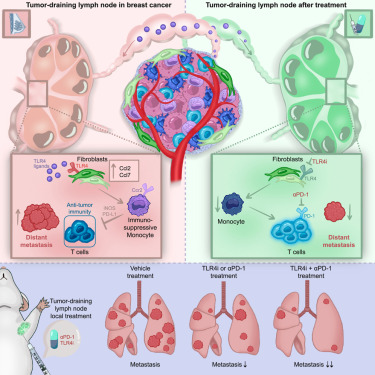 Ivan Zanoni: “Every Cell Is an Immune Cell” - Fibroblasts Orchestrate Immunosuppressive Niches in Breast Cancer 2 Ivan Zanoni