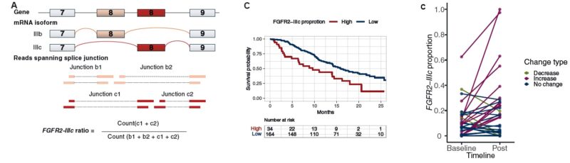 FGFR2-IIIc: Prognostic Biomarker and Resistance Mechanism in Gastric and GEJ Cancer 3 MONSTAR-SCREEN-2
