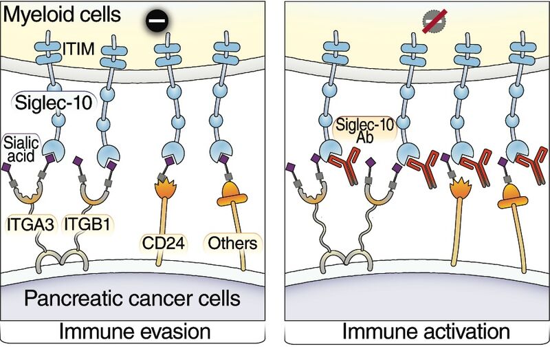 Mohamed Abdel-Mohsen