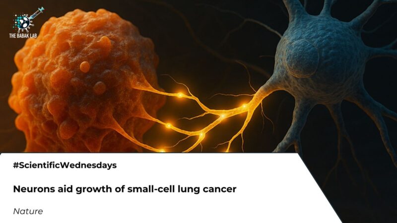 How Nerve Cells May Help Small‑Cell Lung Cancer Grow – The Babak Lab