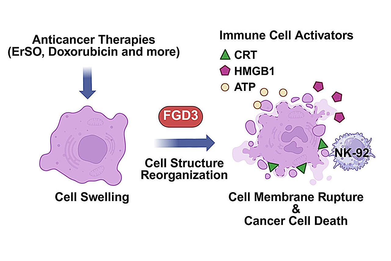 FGD3 as a Critical Modulator of Chemotherapy and Immunotherapy Response in Breast Cancer 2 FGD3