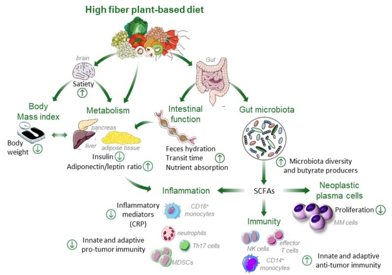 Urvi Shah: Can Dietary Changes Delay Progression from Precursor Disorders to Myeloma?