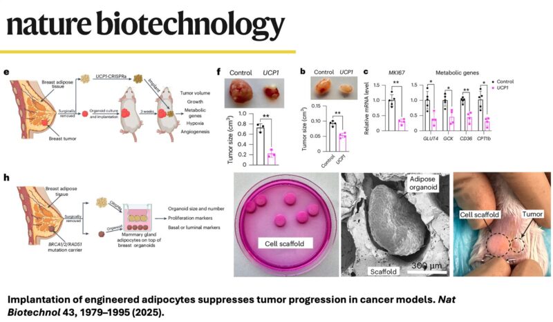 Carlos Guimarães: Fighting Cancer With... Fat? 2 Carlos Guimarães: Fighting Cancer With... Fat?