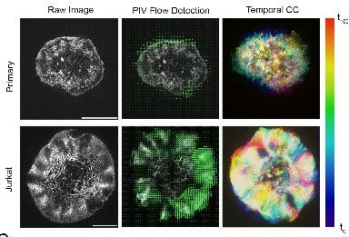 Sudha Kumari: Actin Waves Guide an Outward Movement of Microclusters in the Lymphocyte Immunological Synapse