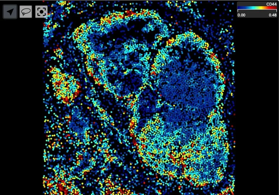 Bishoy Morris Faltas: Faltas Lab to Publicly Release CLONEVO Bladder Cancer Spatial Single-Cell Dataset in 2026