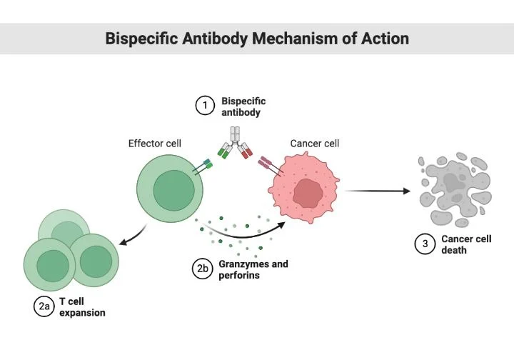 Joshua Brody: Speedy Summary of ASH25 Progress for Aggressive Lymphoma 2 Joshua Brody: Speedy Summary of ASH25 Progress for Aggressive Lymphoma