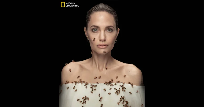 Angelina Jolie Effect