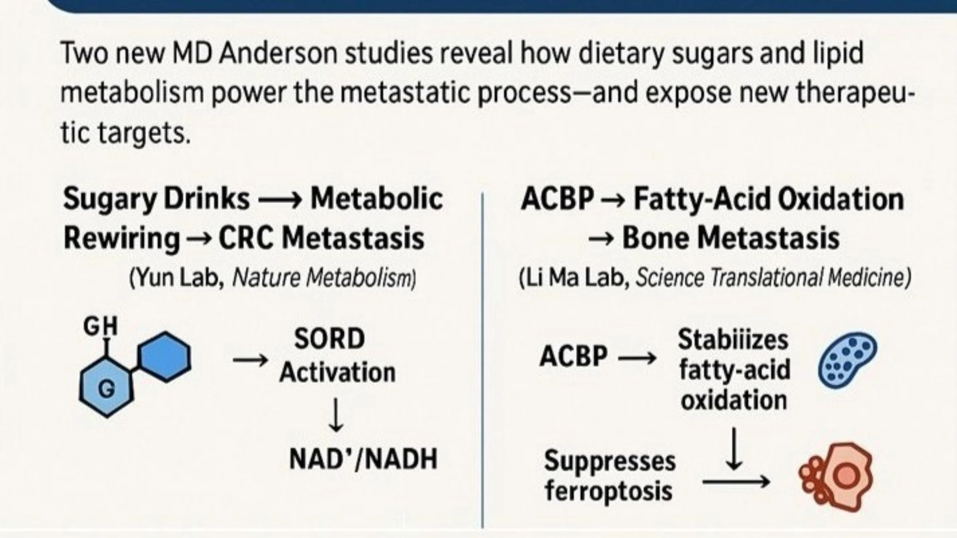 Eyal Gottlieb: Cancer Metabolism Meets Metastatic Disease at MD Anderson