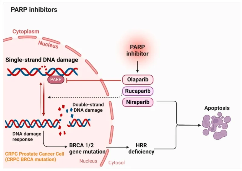 FDA Approved Rucaparib for BRCA-Mutated Metastatic Castration-Resistant Prostate Cancer 2 Mechanism-of-action-of-PARP-inhibitors Rucaparib