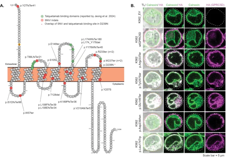Rahul Banerjee: Everything We Didn’t Know About Resistance to GPRC5D Therapy in Myeloma