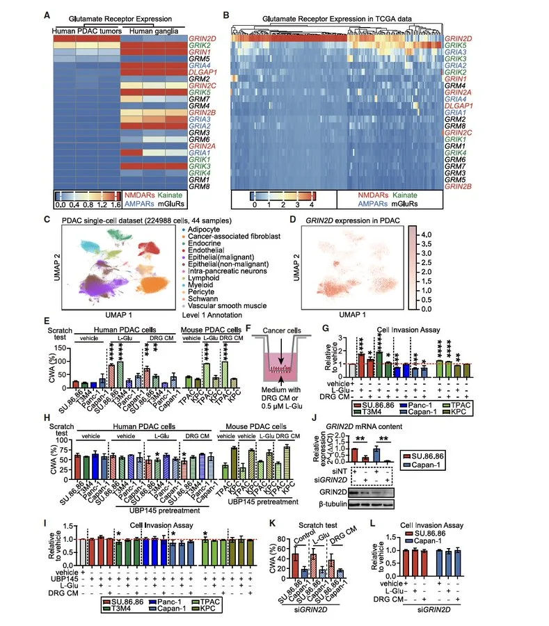 Patrick Hwu: Did You Know Cancer Can “Talk” to Nerves and Use Them to Grow?