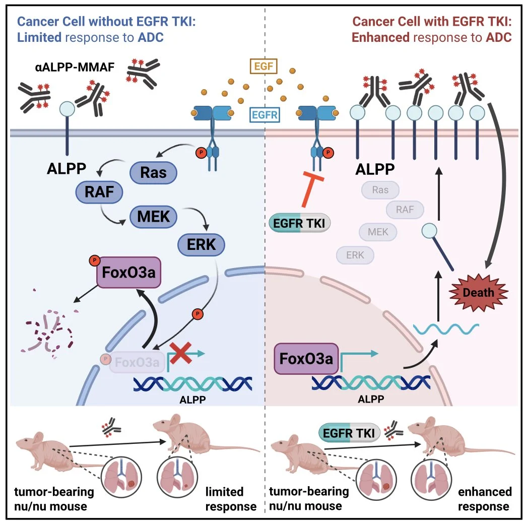 Diego A. Díaz-García: EGFR TKI–Induced Surfaceome Remodeling in LUAD 2 Diego A. Díaz-García