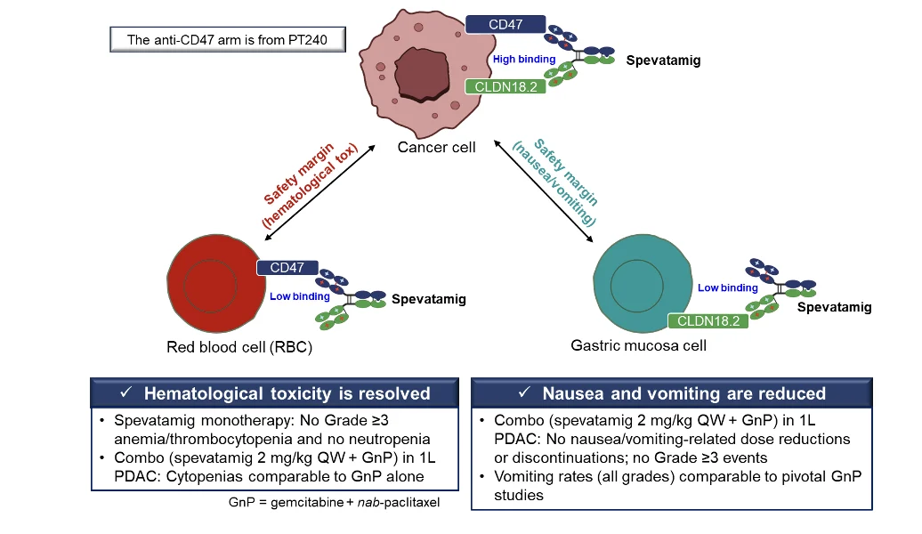 TWINPEAK study: Spevatamig Plus Gemcitabine and Nab-Paclitaxel as 1L Therapy in CLDN18.2 Positive mPDAC 3 TWINPEAK study: Spevatamig Plus Gemcitabine and Nab-Paclitaxel as 1L Therapy in CLDN18.2 Positive mPDAC