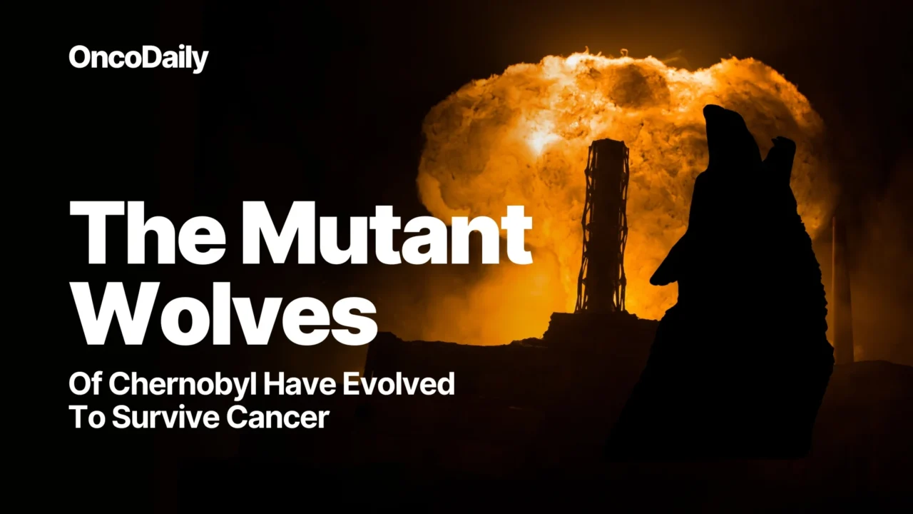 The Mutant Wolves of Chernobyl: Evolution, Radiation, and Cancer Resistance