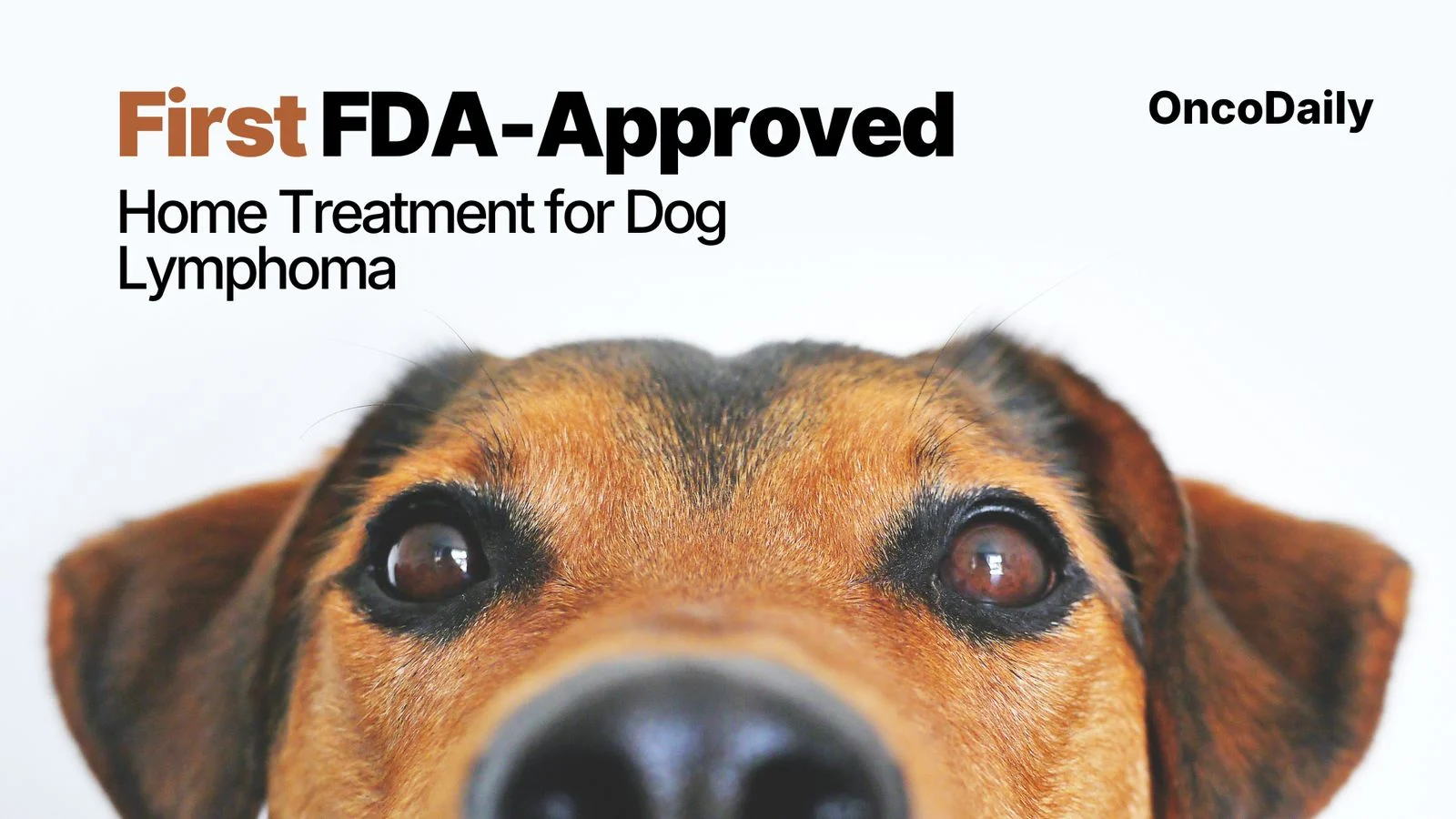 Dog Lymphoma Treatment
