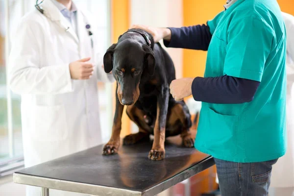 Dog Lymphoma Treatment